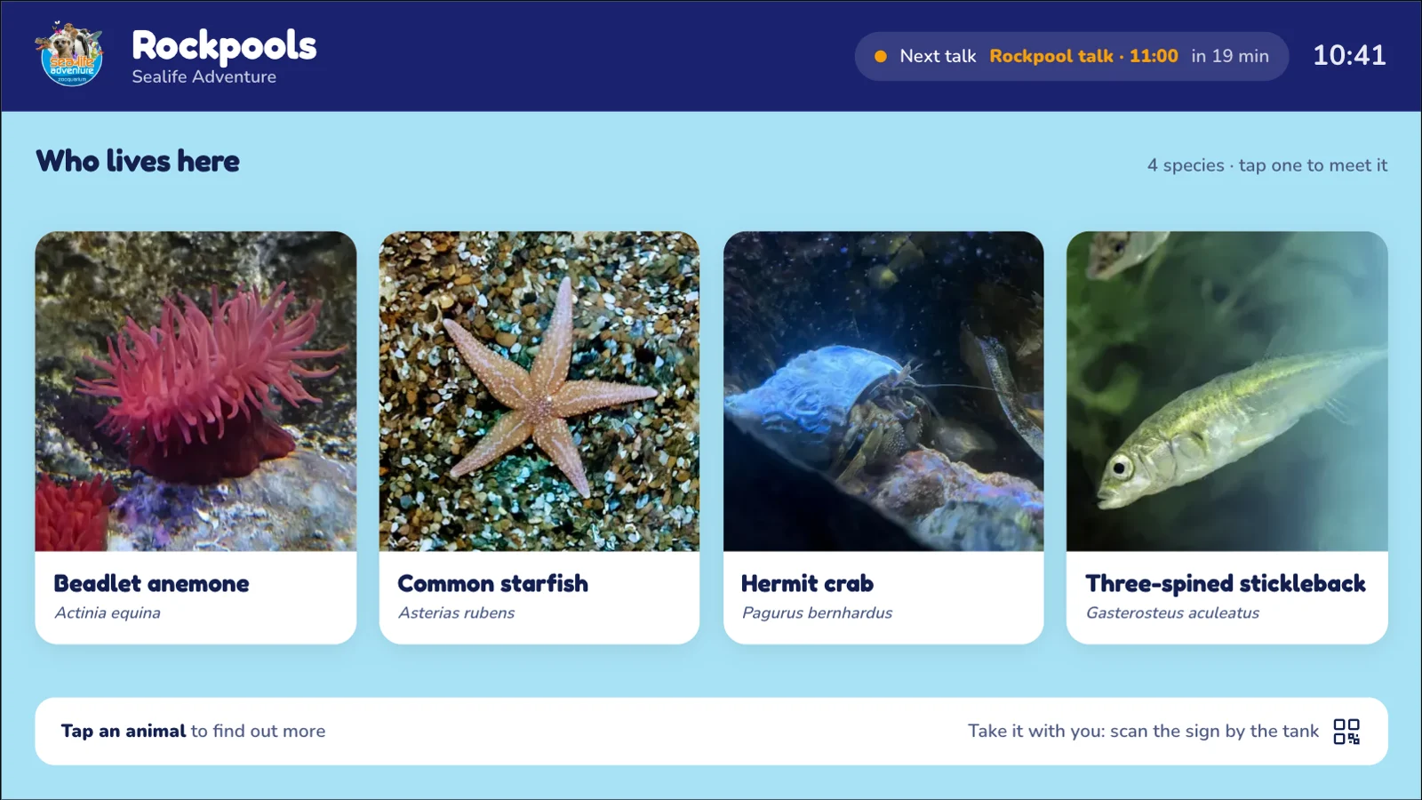 Sealife Adventure's Rockpools exhibit as a Live Label on a wall TV: beadlet anemone, common starfish, hermit crab and three-spined stickleback