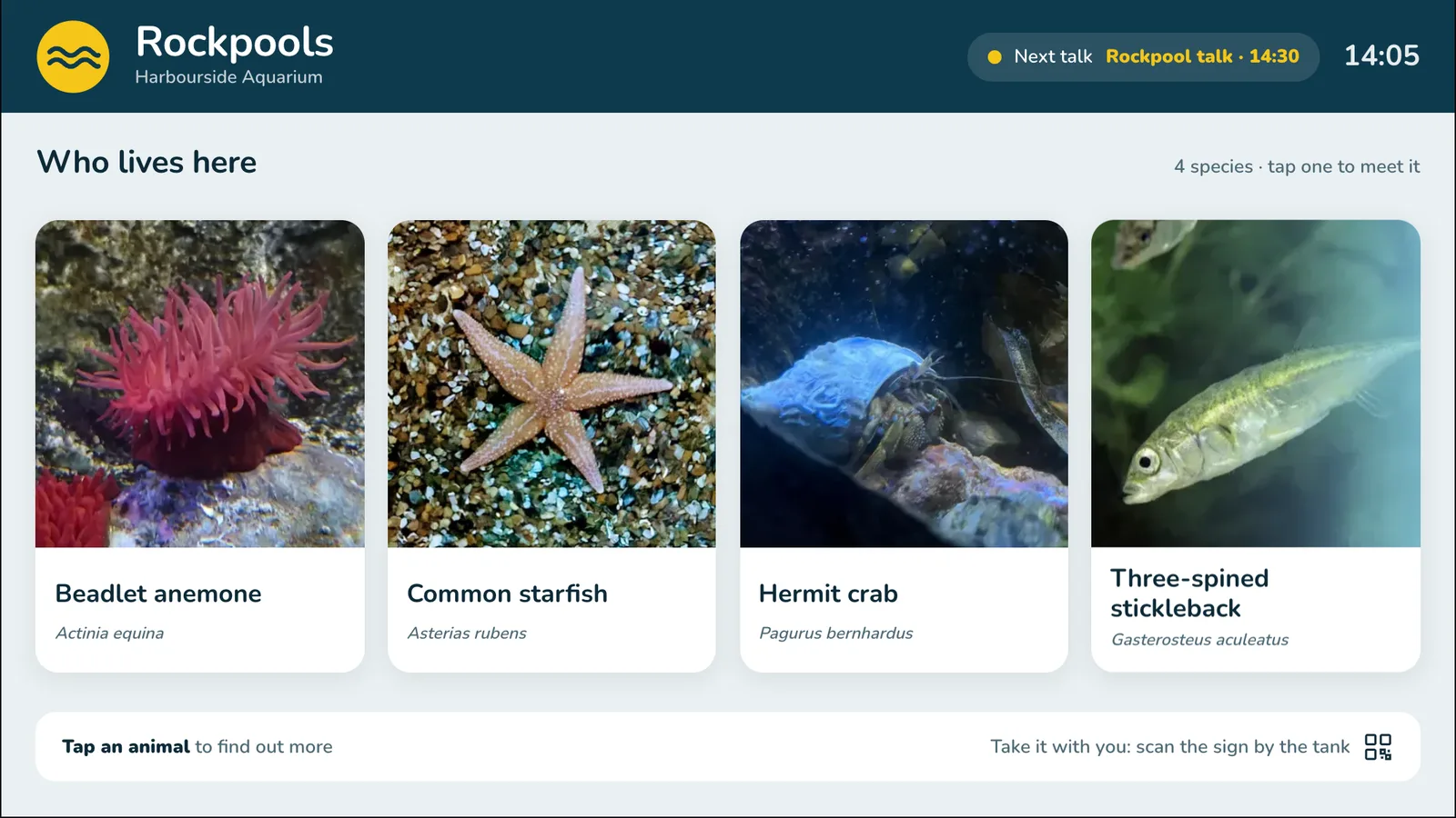 A Live Label for a Rockpools exhibit on a wall TV